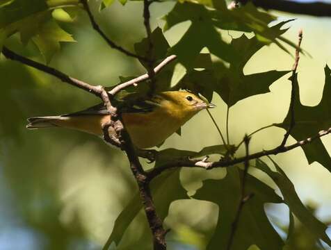 Image of Bay-breasted Warbler