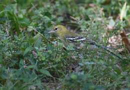 Image of Bay-breasted Warbler