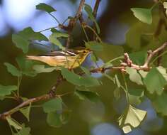 Image of Blackburnian Warbler