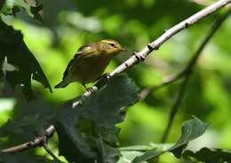 Image of Blackburnian Warbler