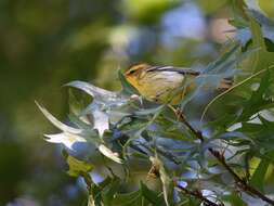 Image of Blackburnian Warbler