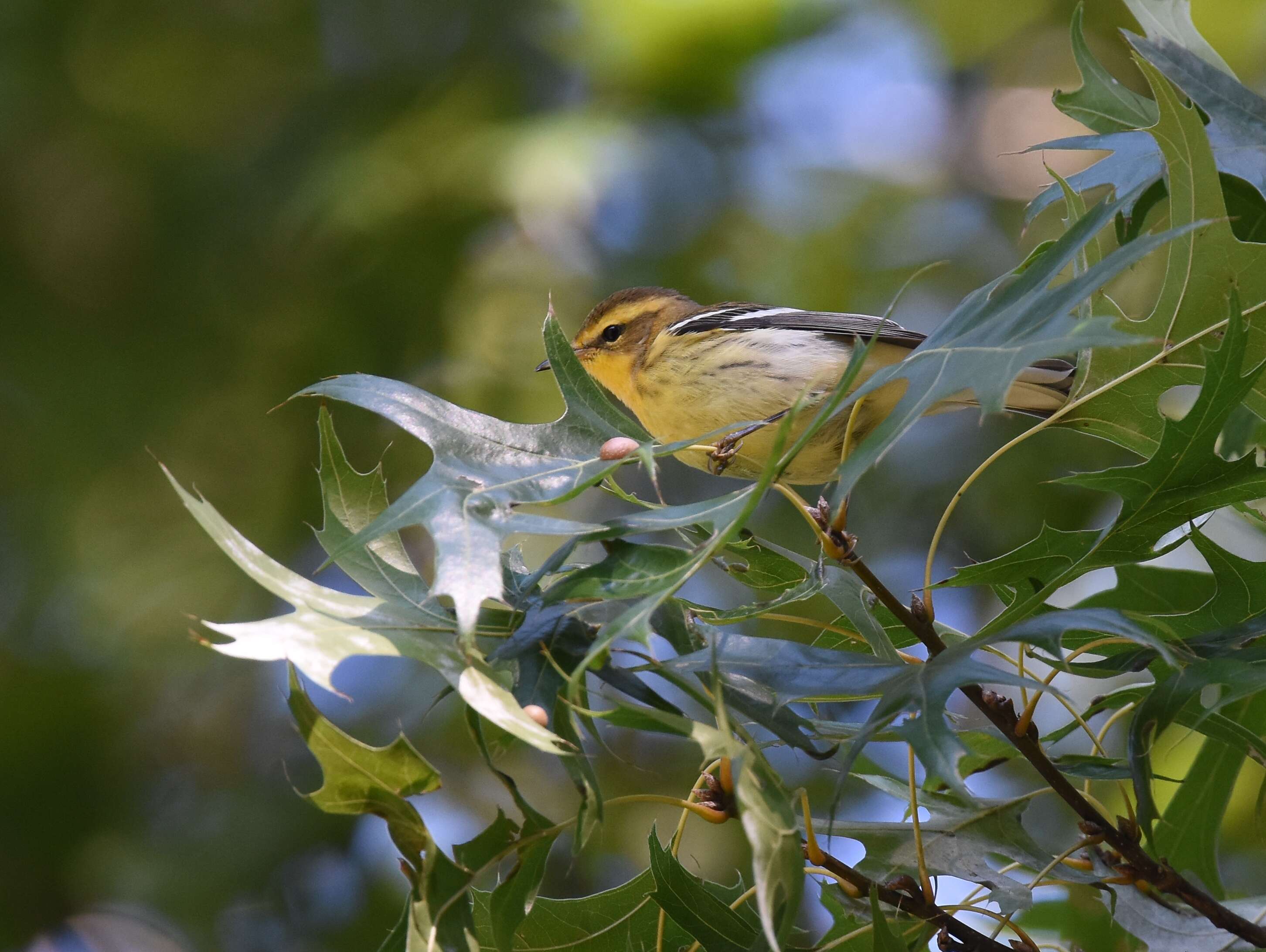 Image of Blackburnian Warbler