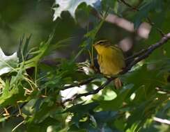 Image of Blackburnian Warbler