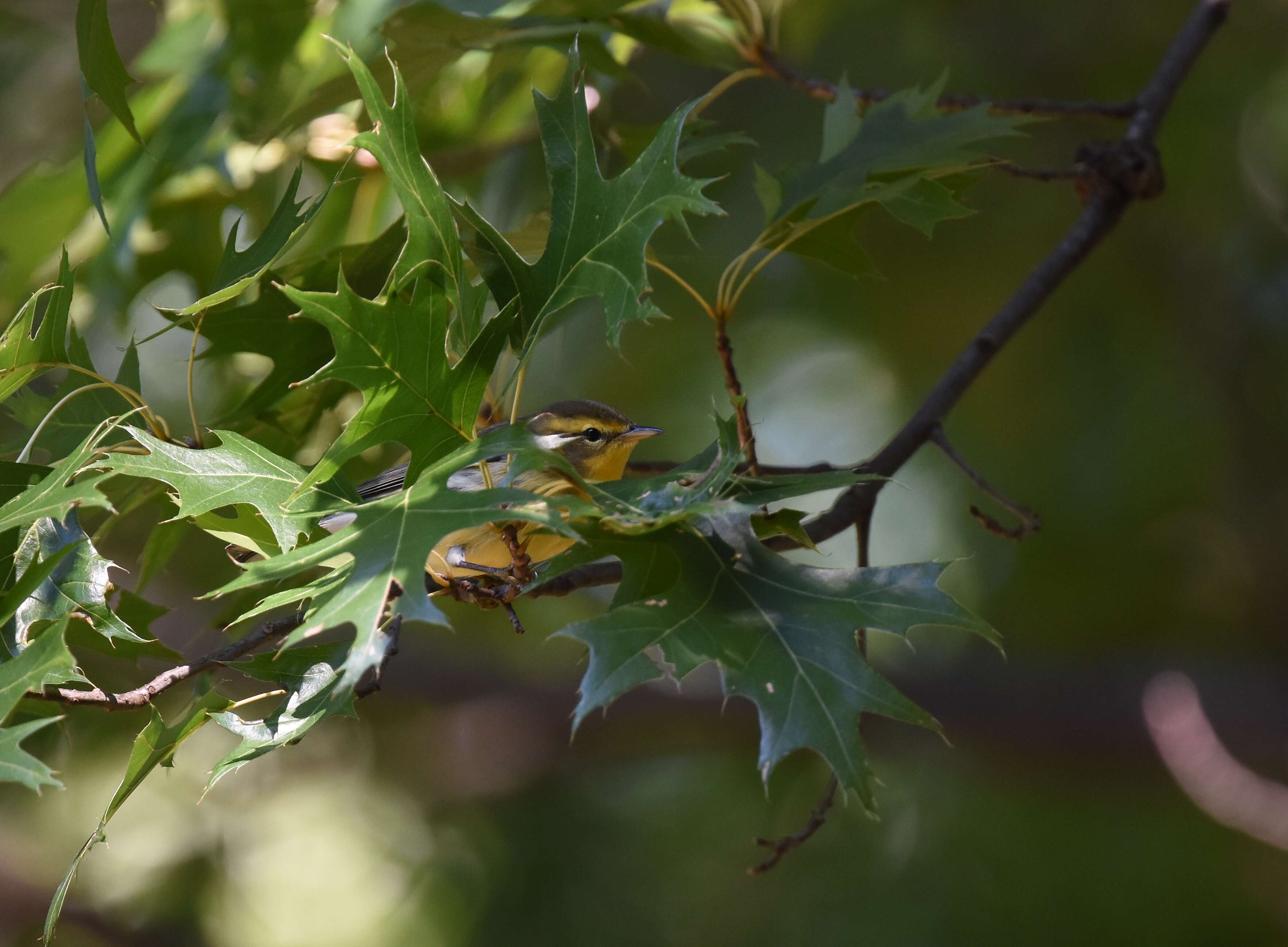 Image of Blackburnian Warbler