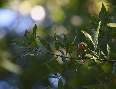 Image of Bay-breasted Warbler