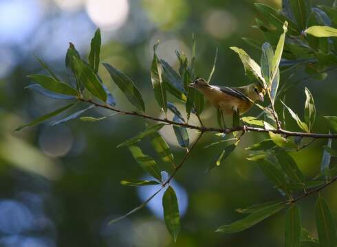 Image of Bay-breasted Warbler