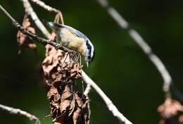 Image of Red-breasted Nuthatch