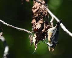 Imagem de Sitta canadensis Linnaeus 1766