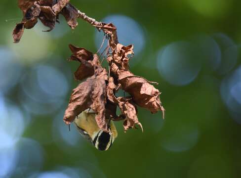 Image of Red-breasted Nuthatch