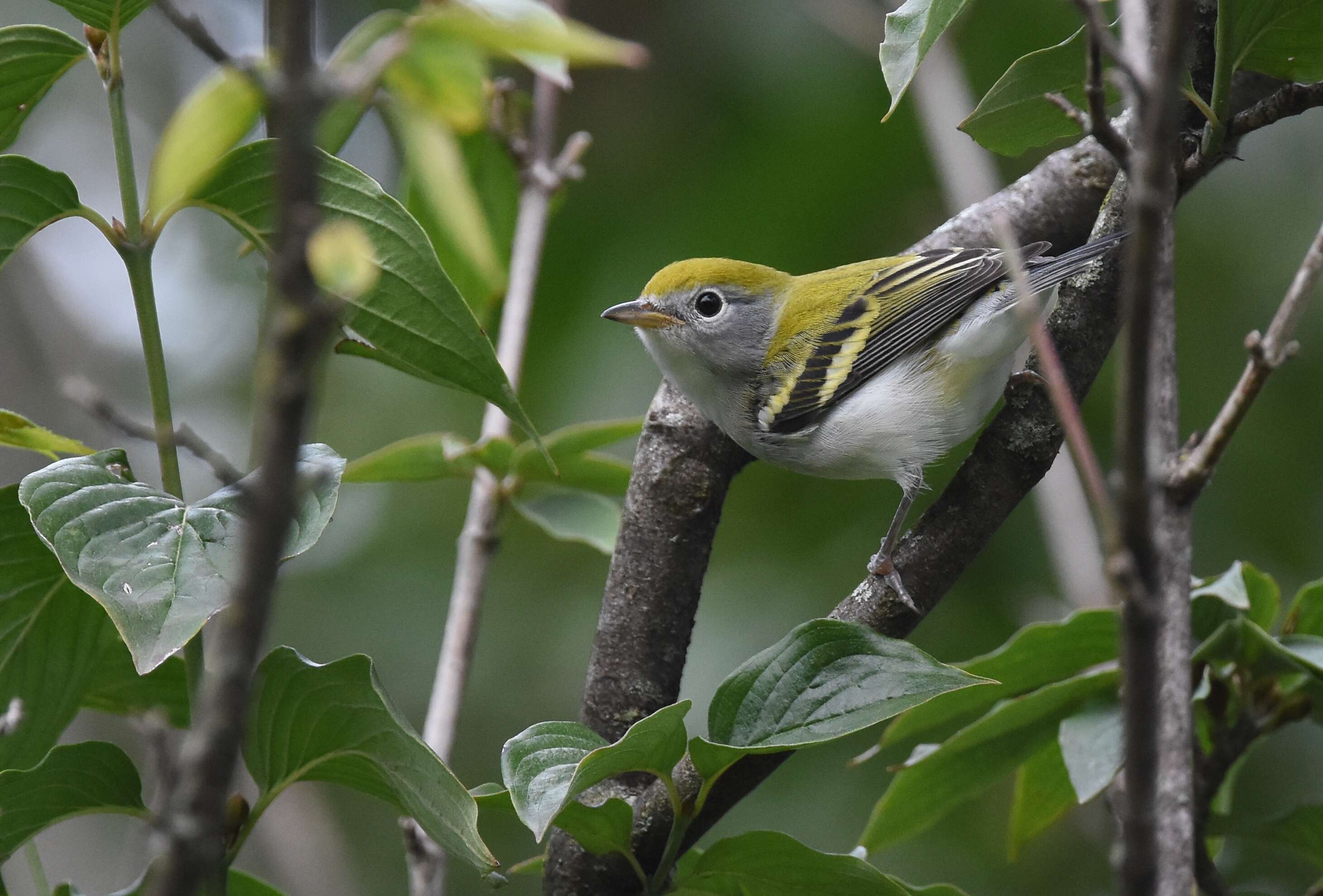 Image of Chestnut-sided Warbler