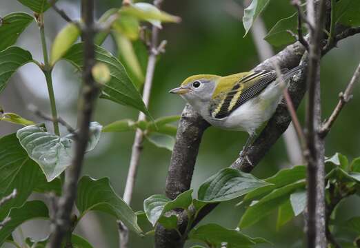 Image of Chestnut-sided Warbler