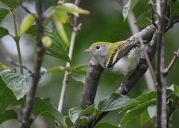 Image of Chestnut-sided Warbler