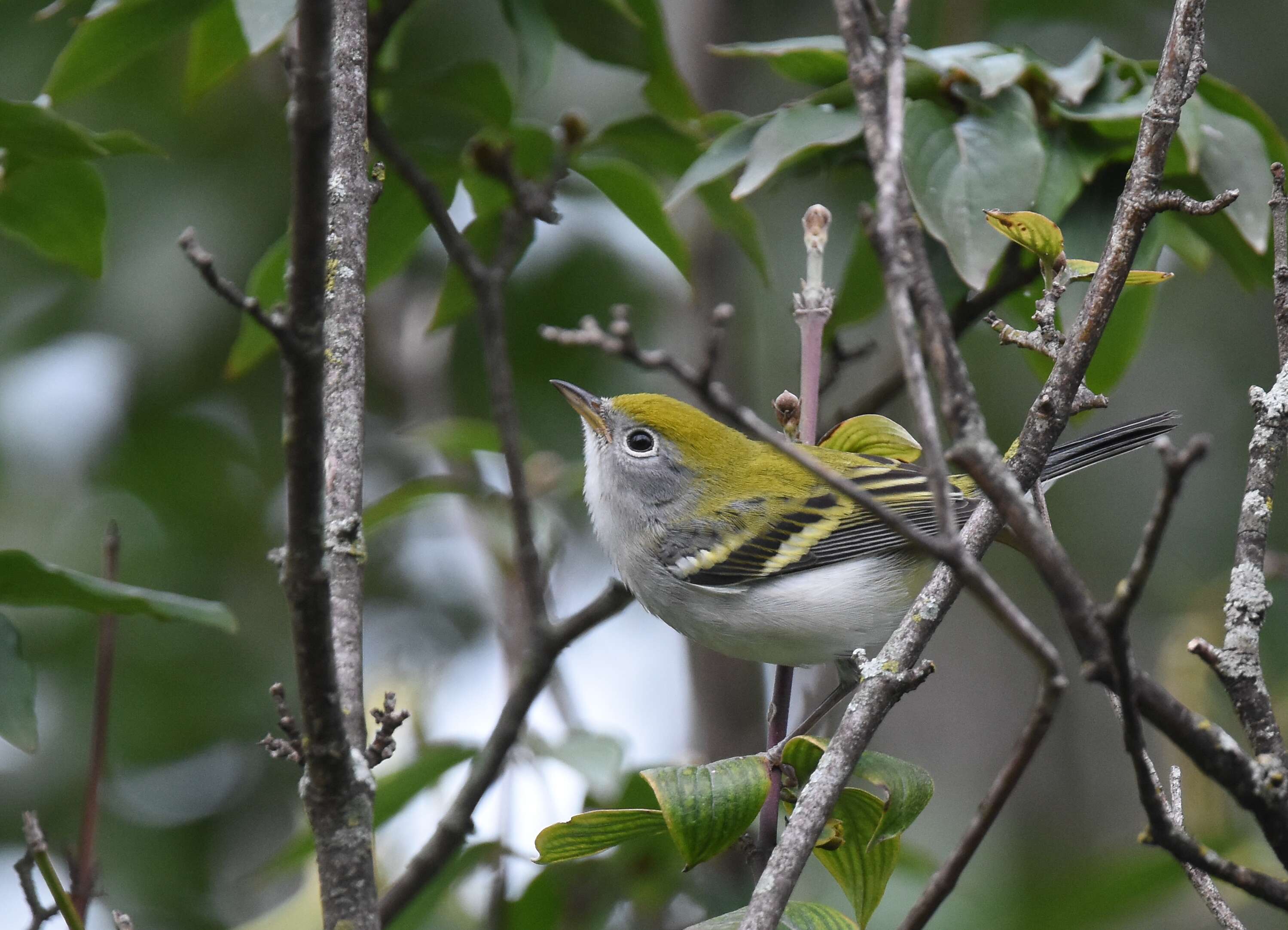 Image of Chestnut-sided Warbler