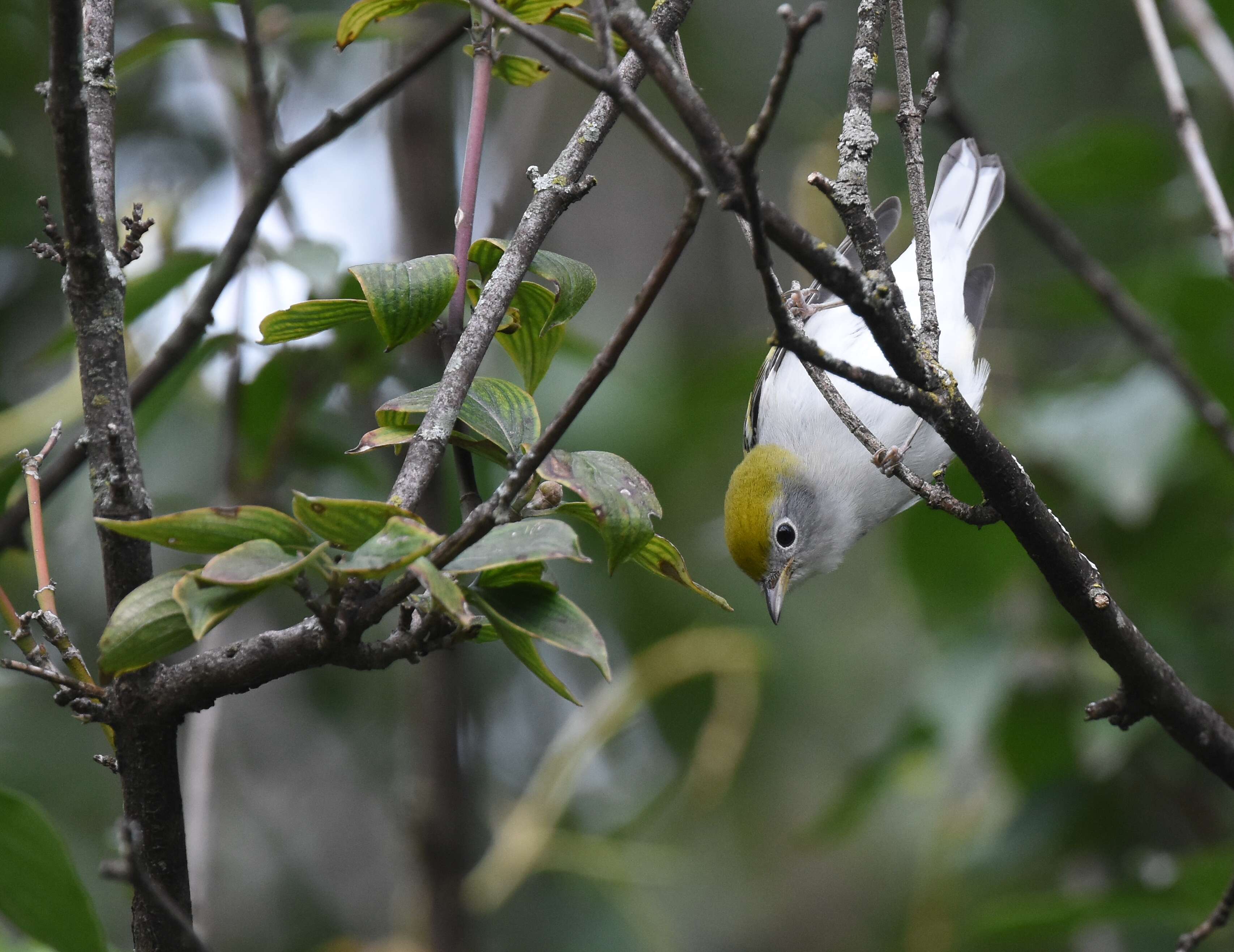 Image of Chestnut-sided Warbler