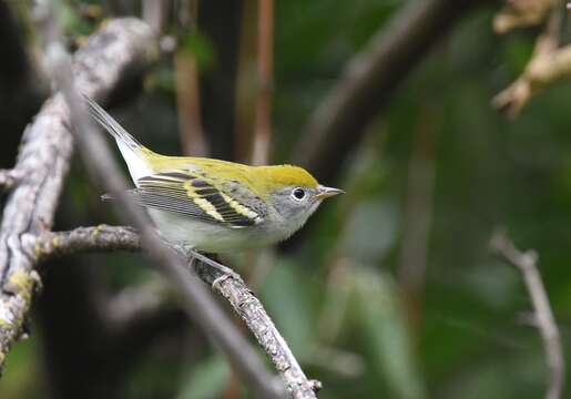 Image of Chestnut-sided Warbler