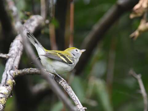 Image of Chestnut-sided Warbler