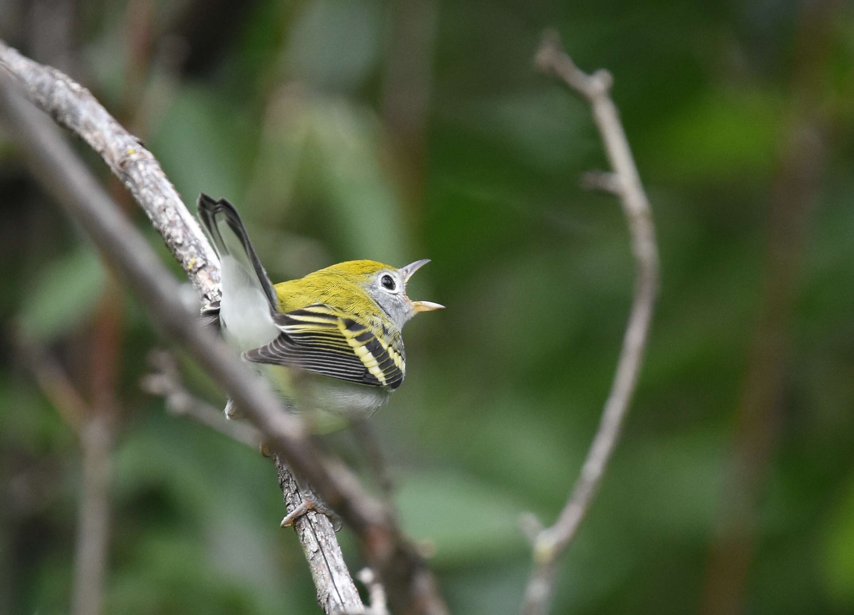 Image of Chestnut-sided Warbler