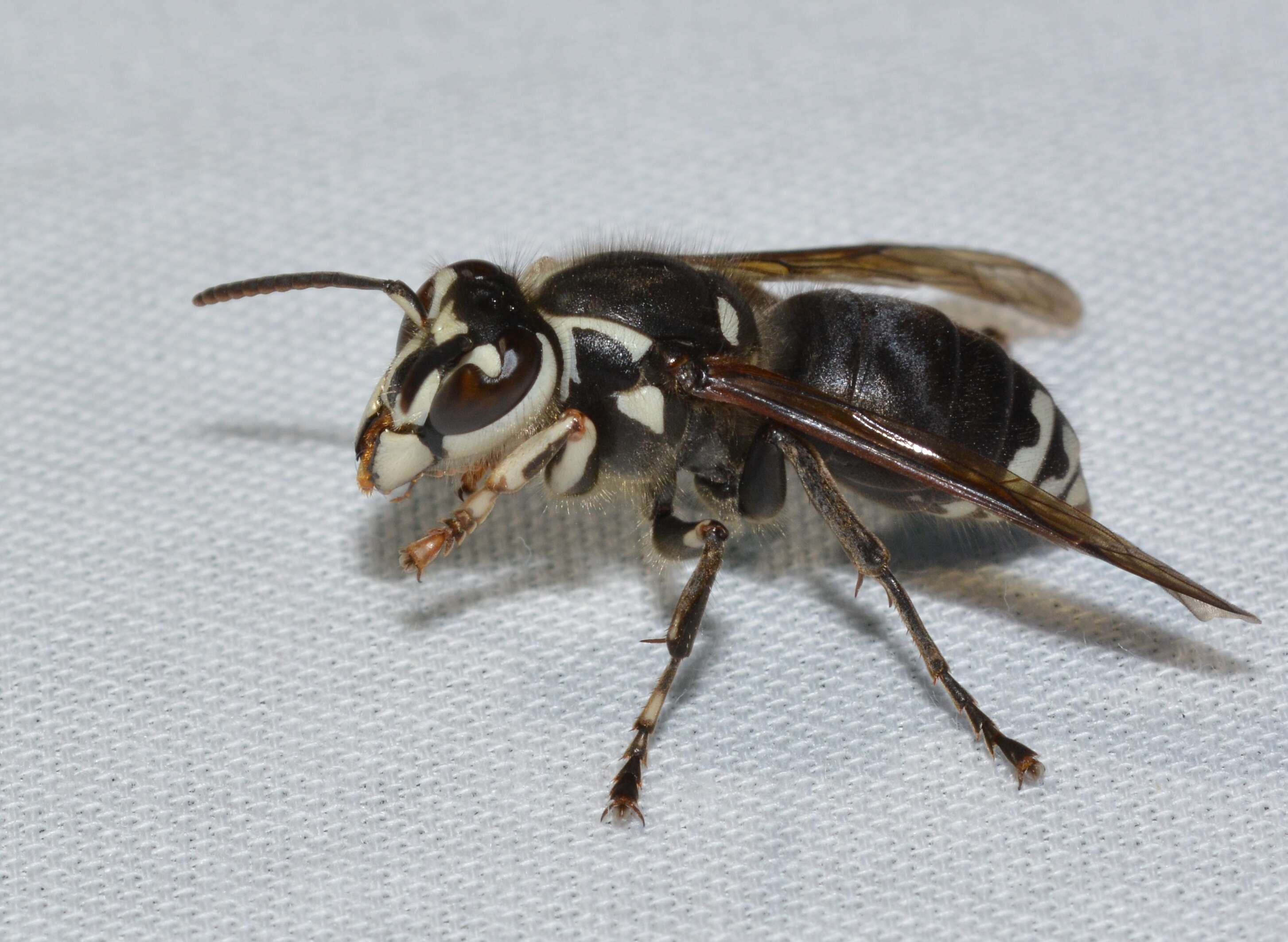 Image of Bald-faced Hornet