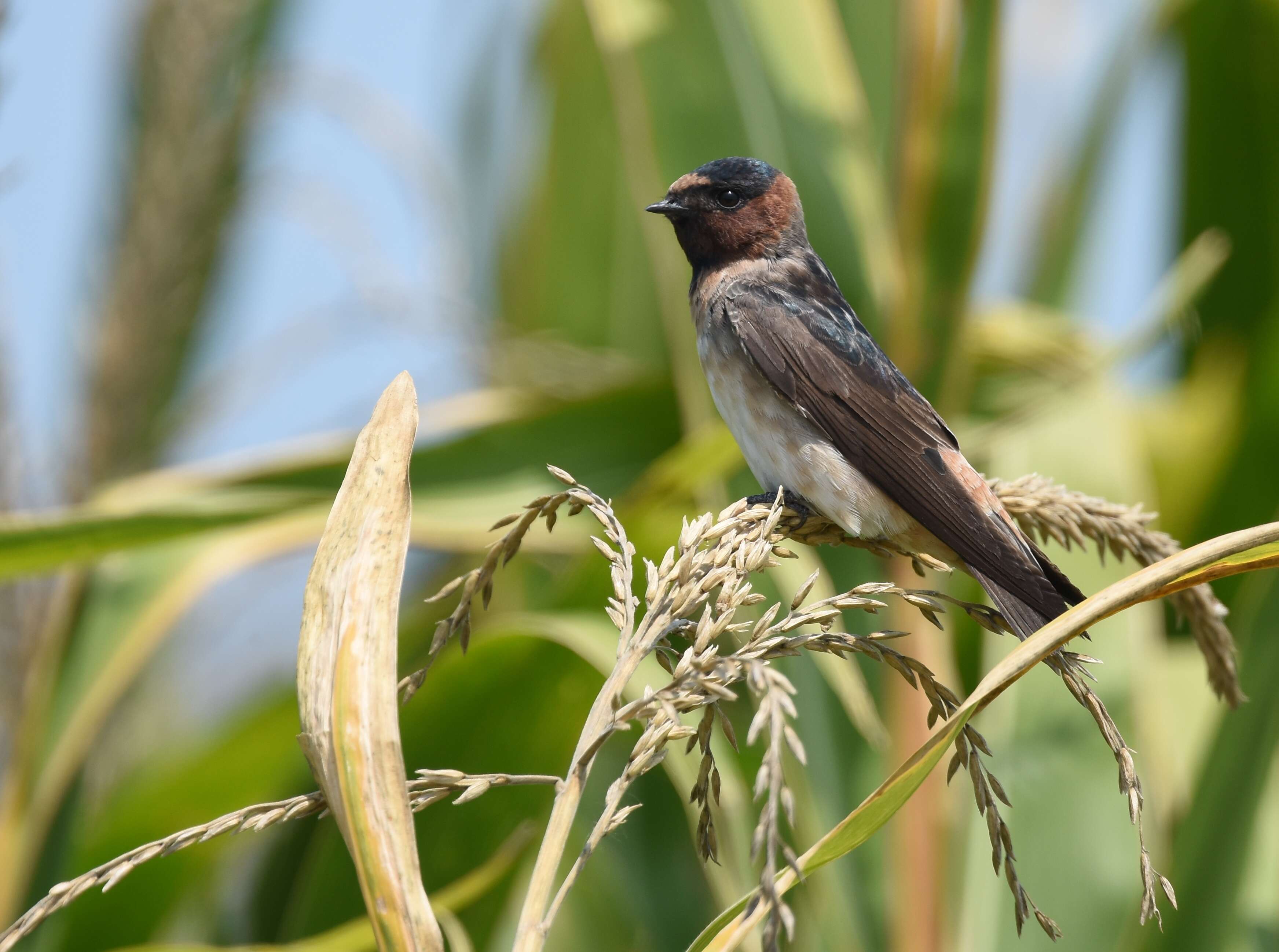 Image of American Cliff Swallow