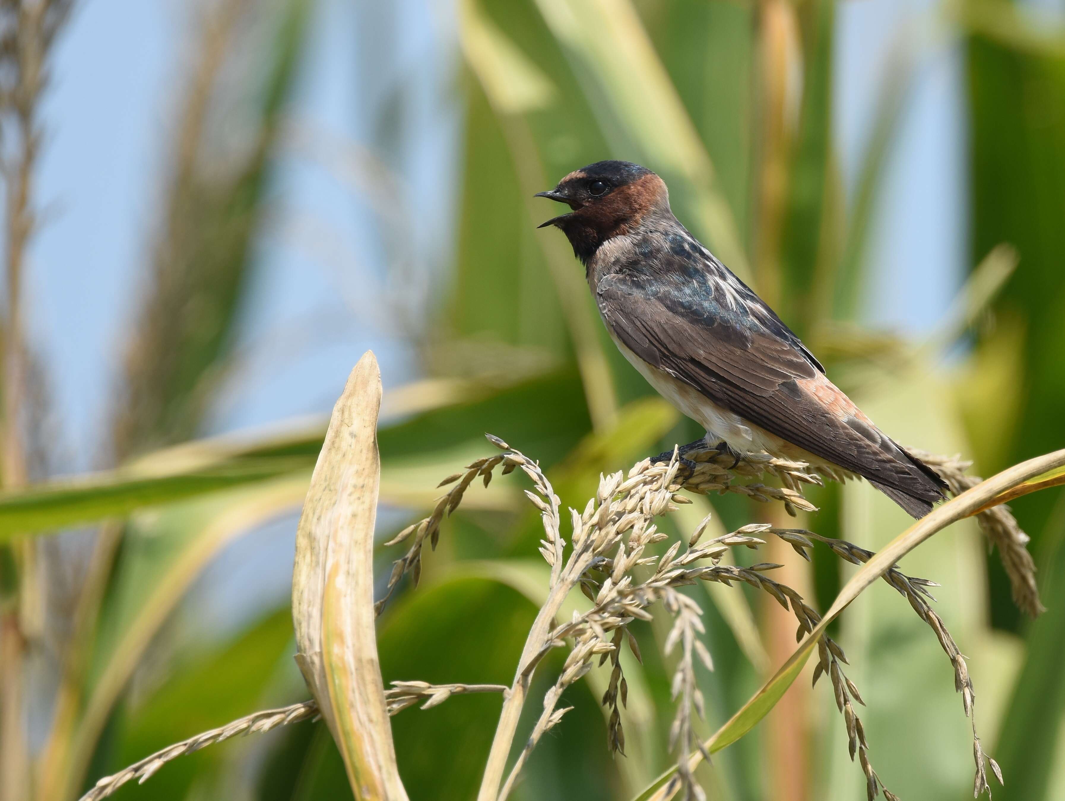 Image of American Cliff Swallow