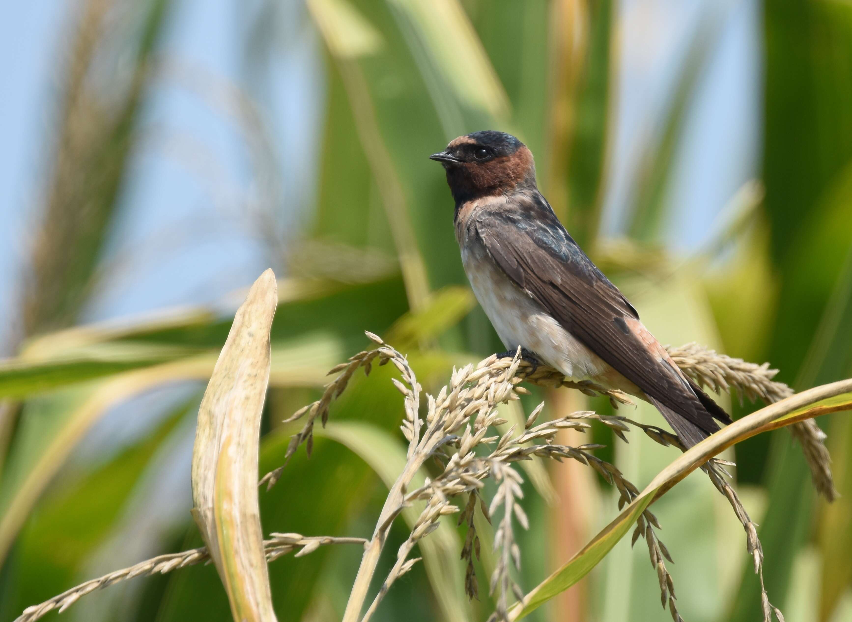 Image of American Cliff Swallow