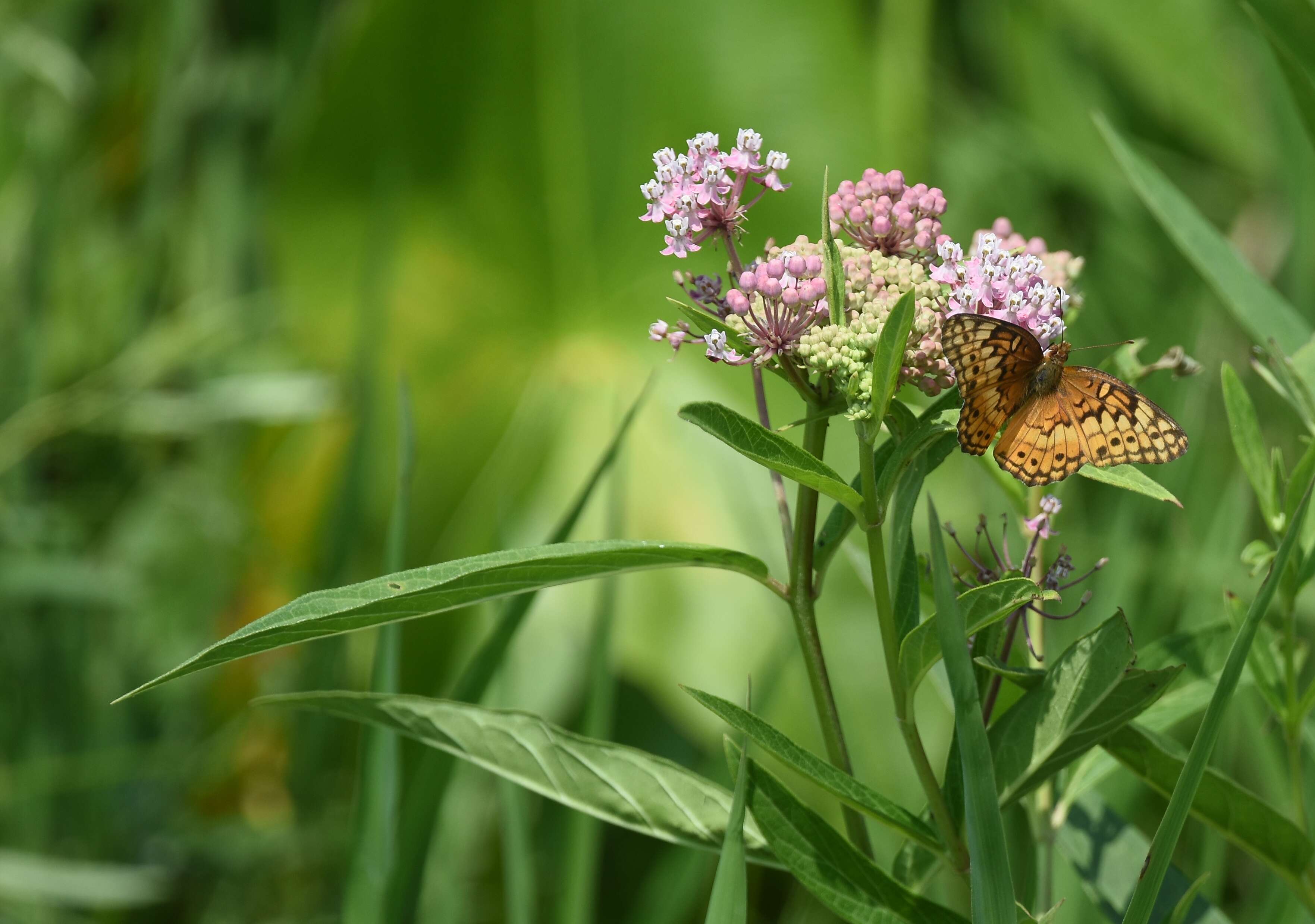 Image of Variegated Fritillary