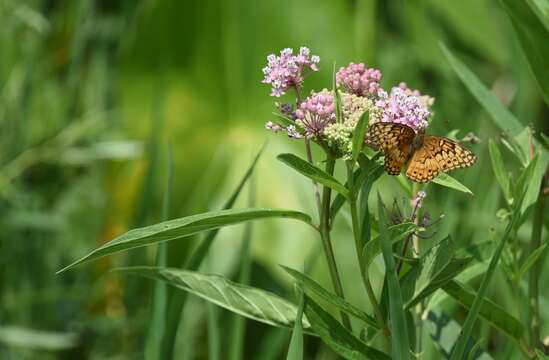 Image of Variegated Fritillary