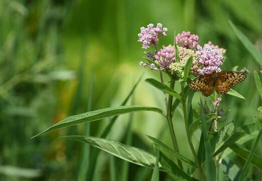 Image of Variegated Fritillary