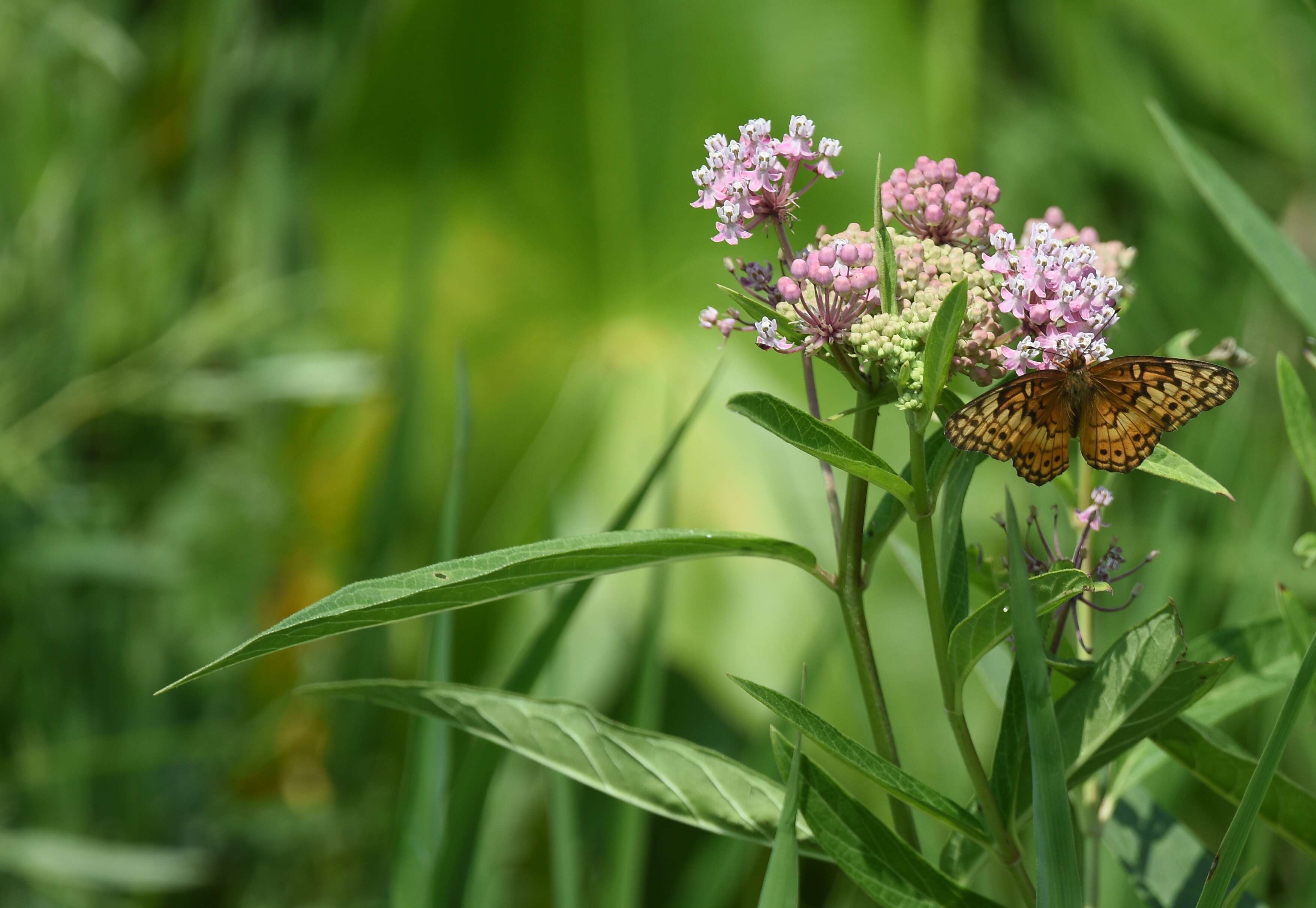 Image of Variegated Fritillary