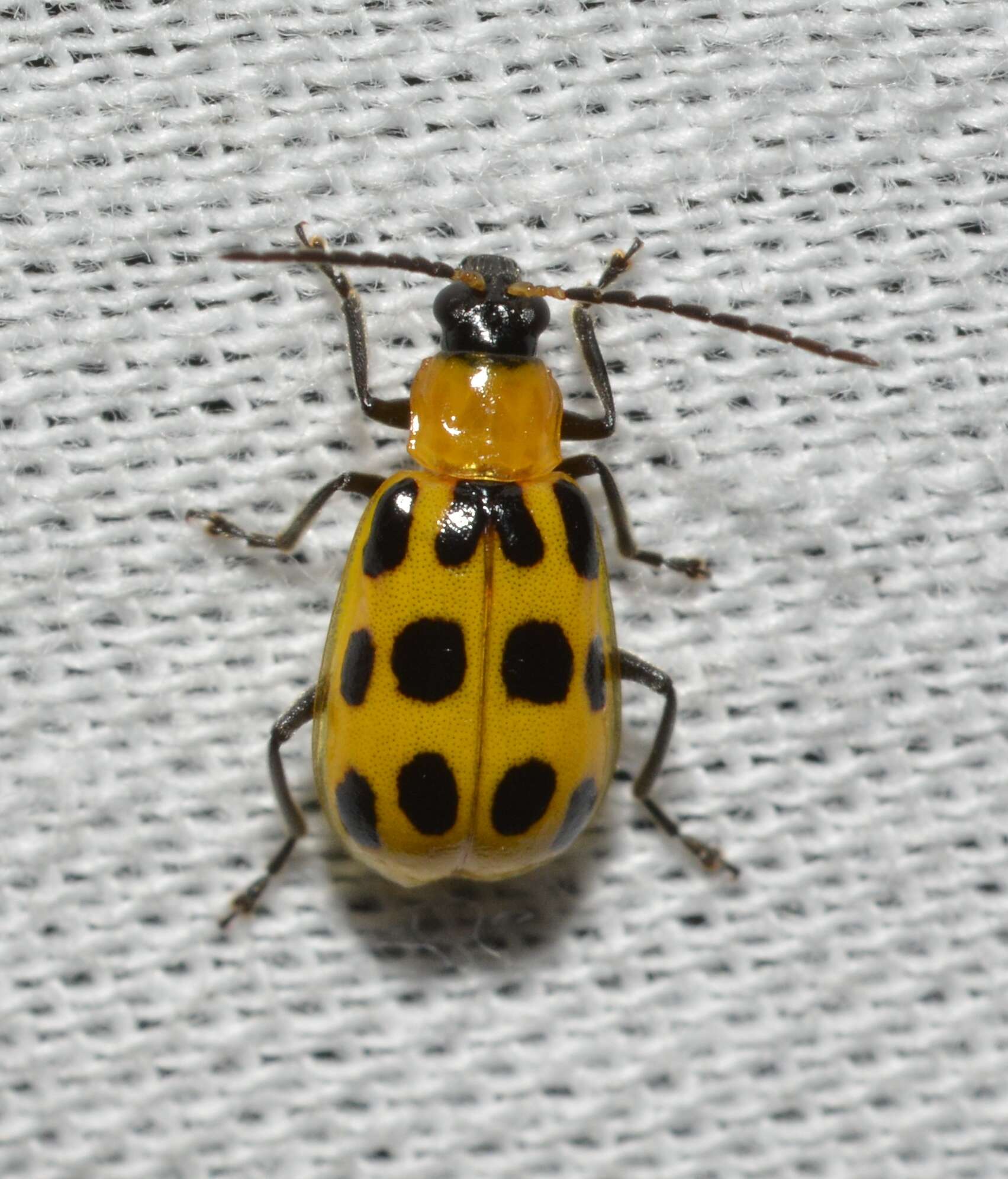 Image of Spotted Cucumber Beetle