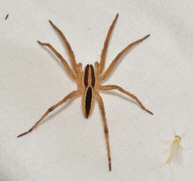 Image of Rabid Wolf Spider