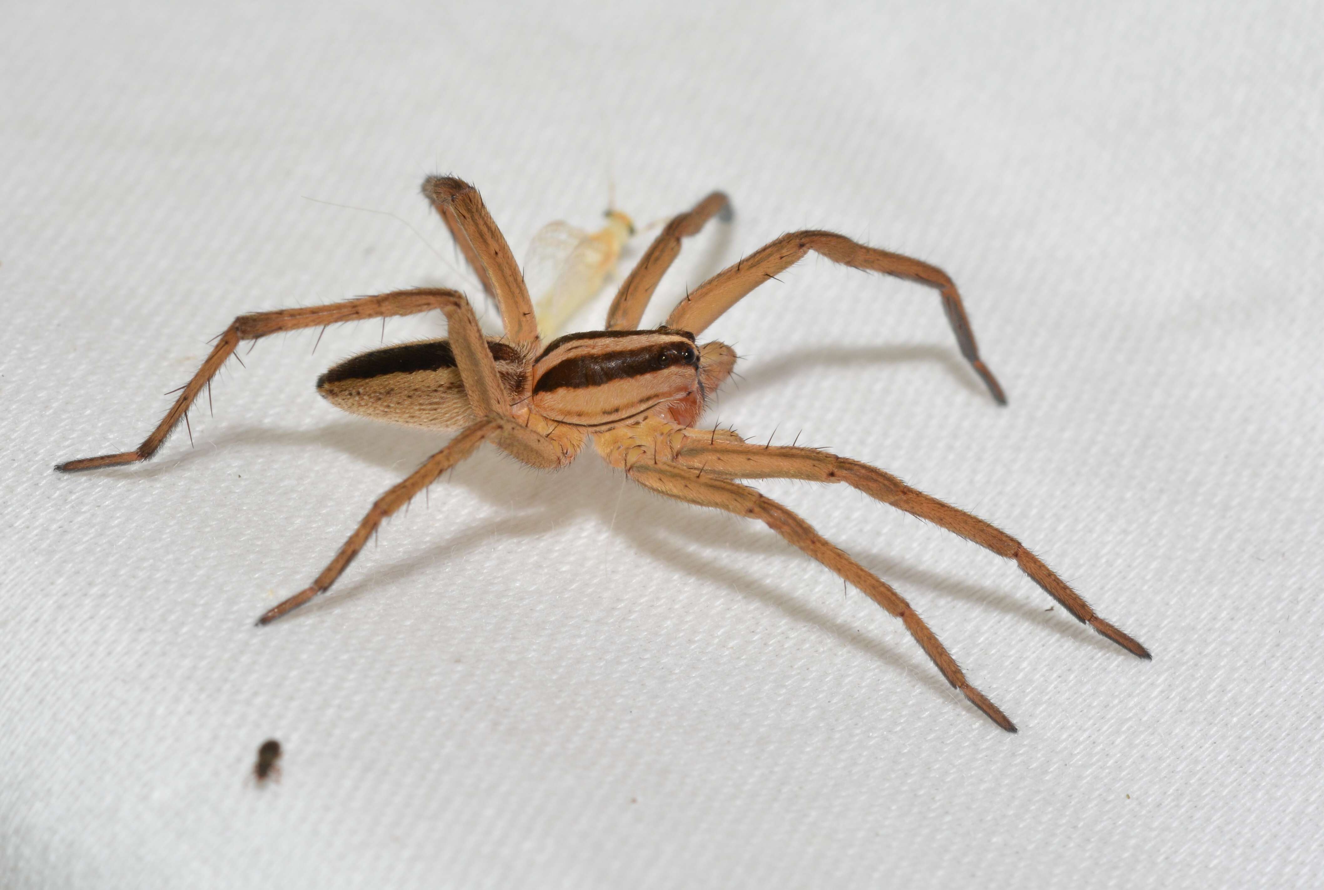 Image of Rabid Wolf Spider