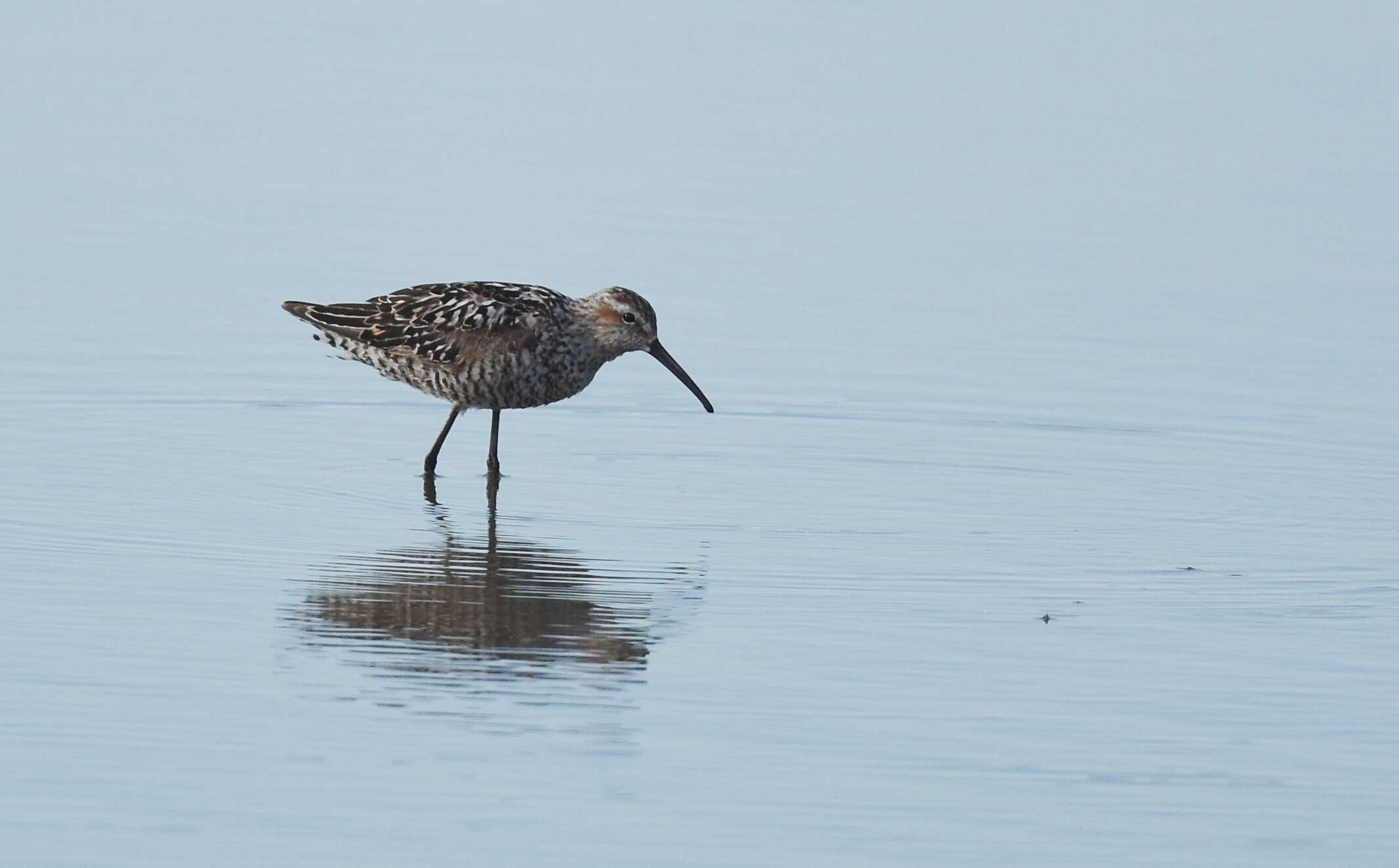 Image of Stilt Sandpiper