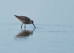 Image of Stilt Sandpiper