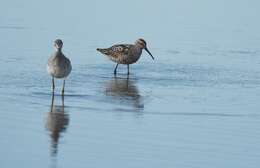 Image of Stilt Sandpiper