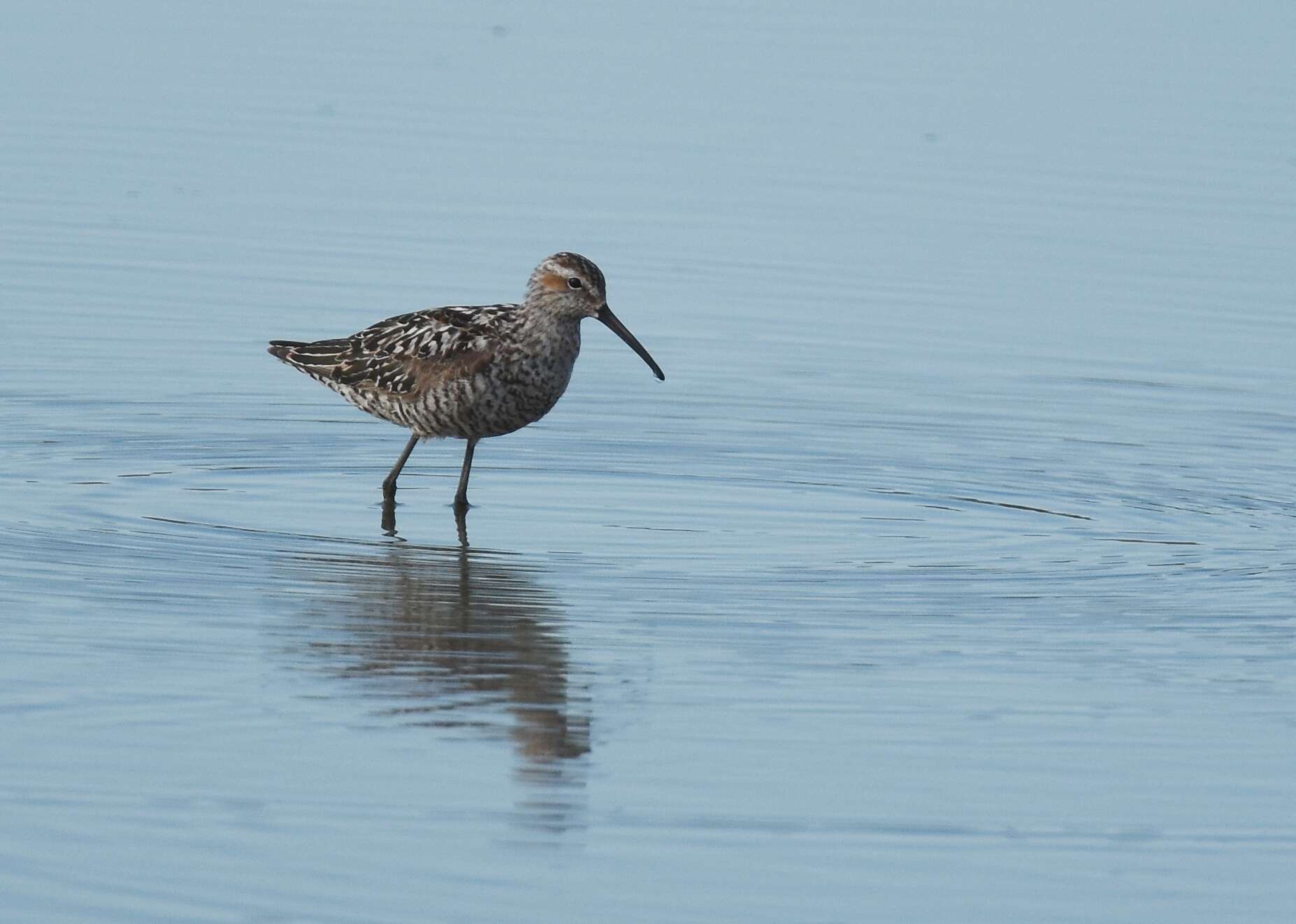 Image of Stilt Sandpiper