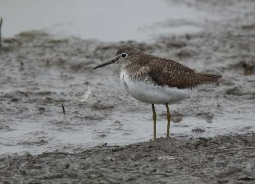 Image of Solitary Sandpiper