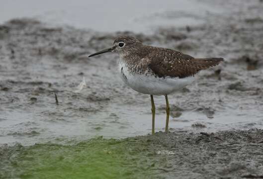 Image of Solitary Sandpiper