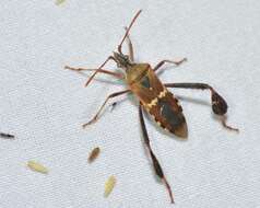 Image of western leaf-footed bug