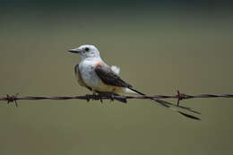 Image of Scissor-tailed Flycatcher