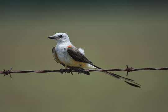 Image of Scissor-tailed Flycatcher