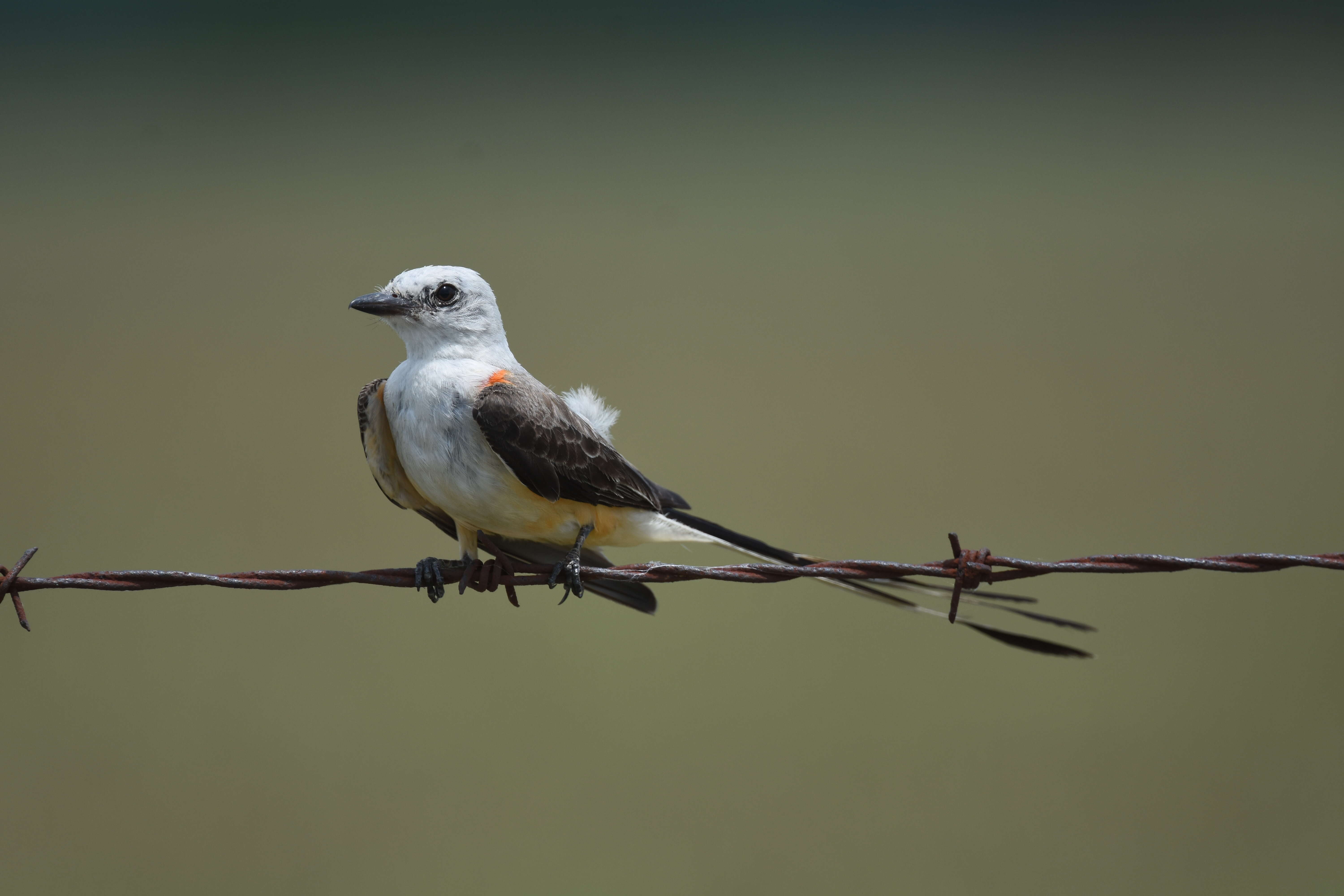 Image of Scissor-tailed Flycatcher