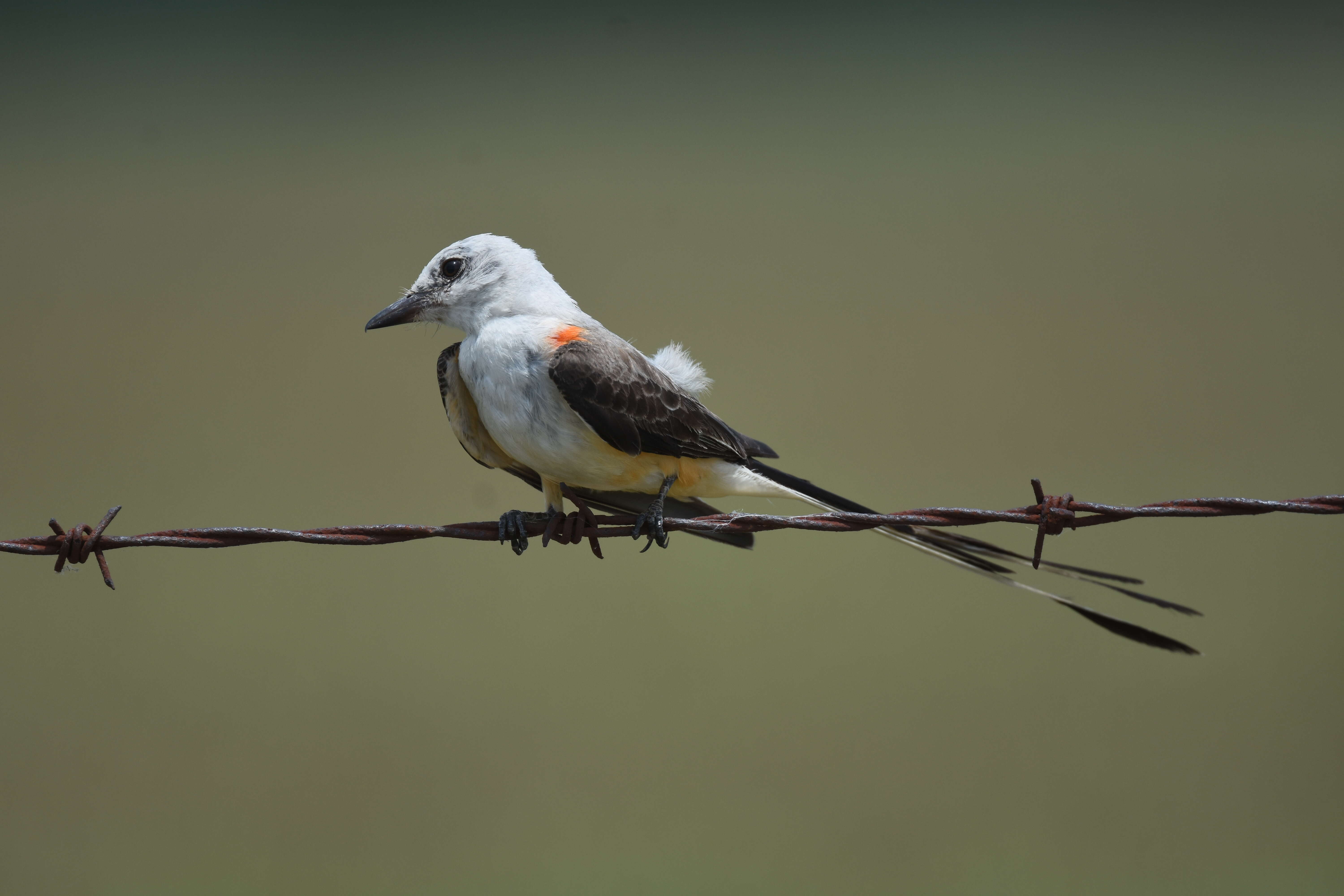 Image of Scissor-tailed Flycatcher