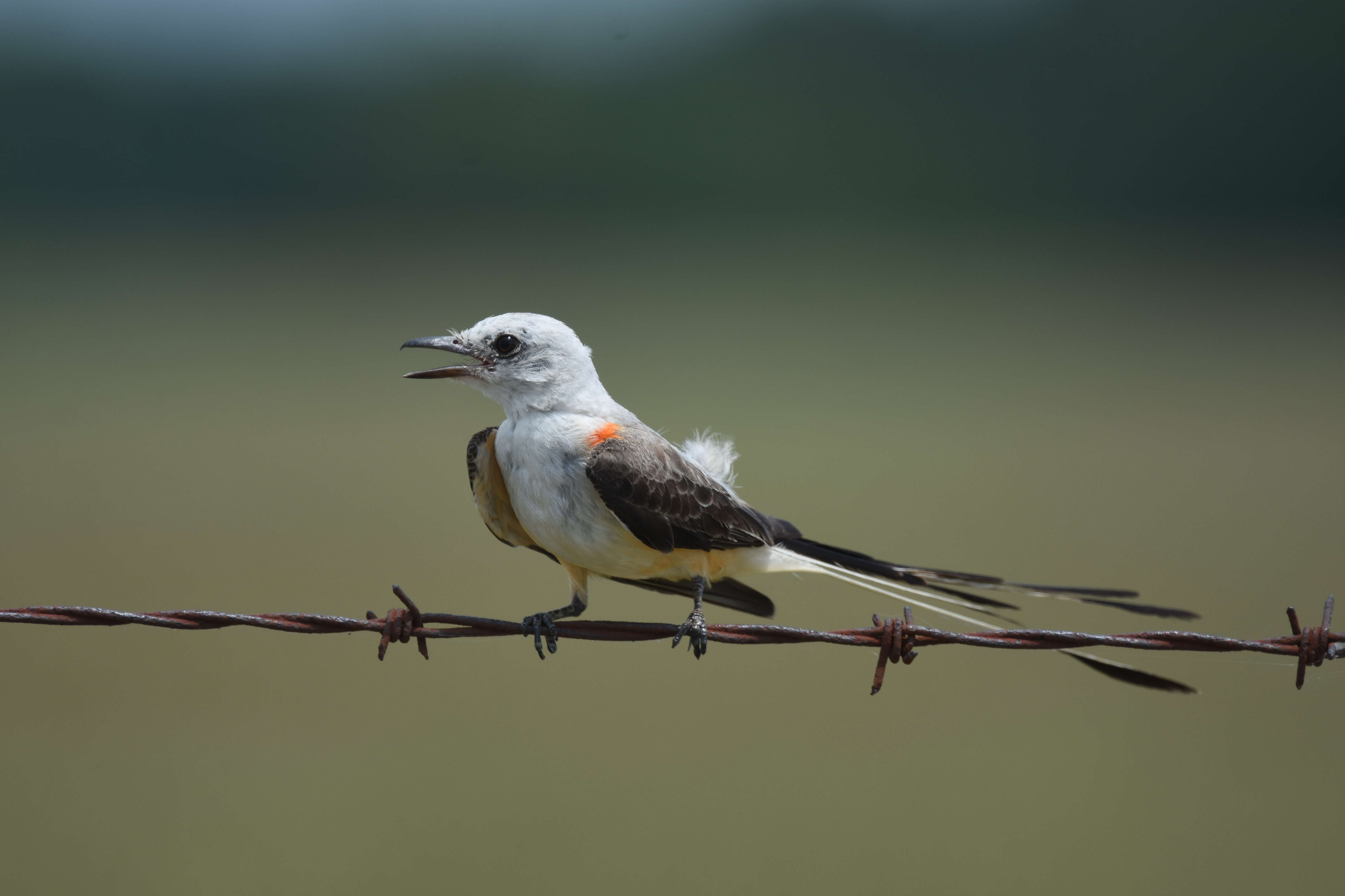 Image of Scissor-tailed Flycatcher