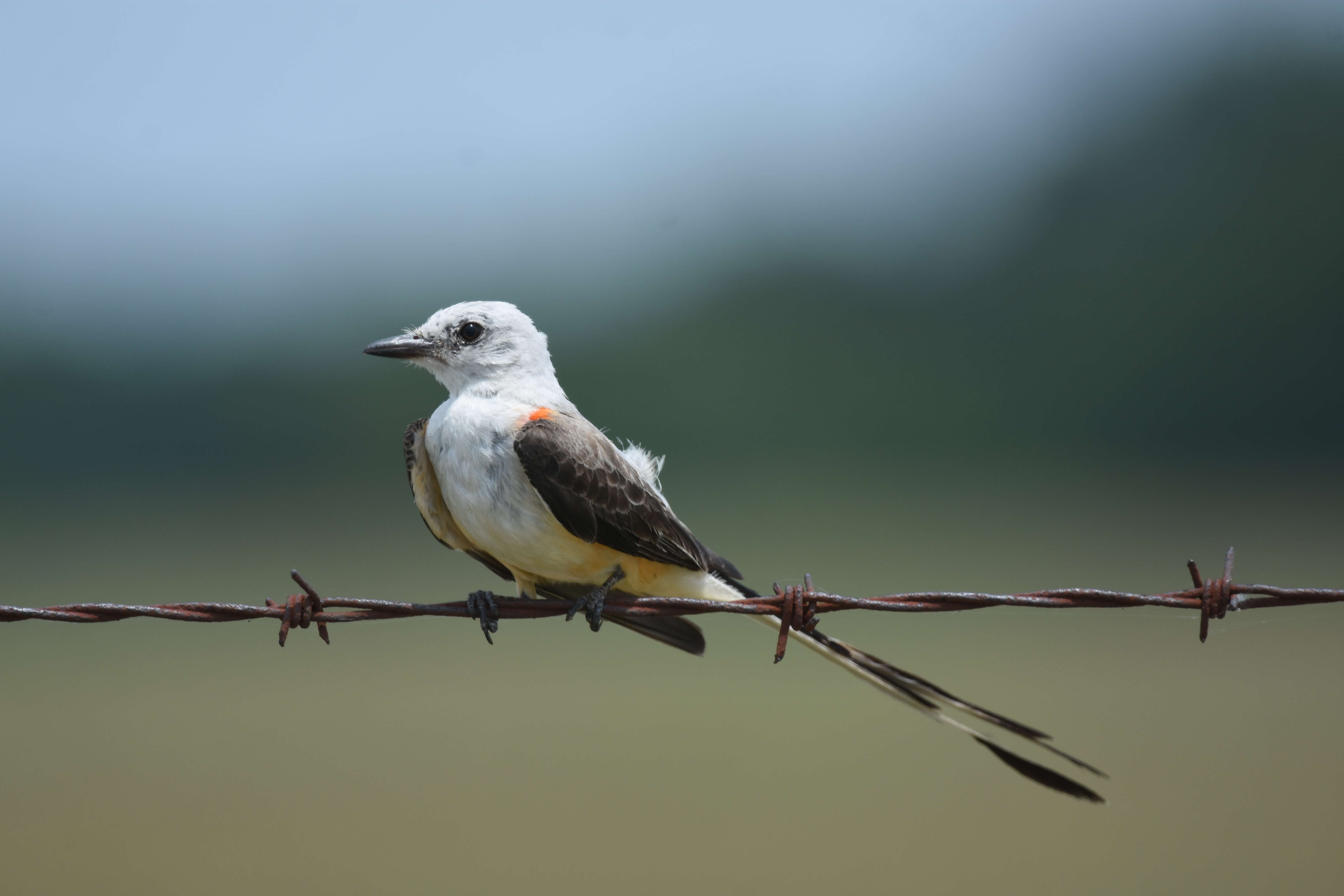 Image of Scissor-tailed Flycatcher