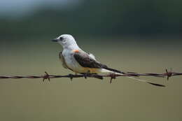 Image of Scissor-tailed Flycatcher