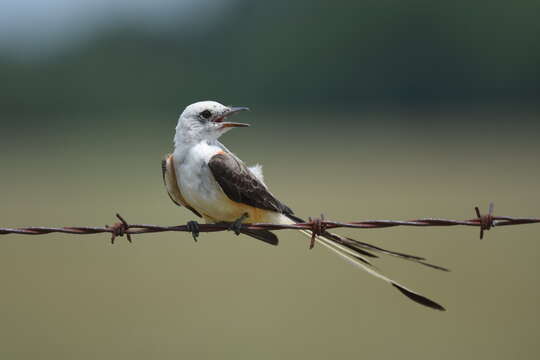 Image of Scissor-tailed Flycatcher