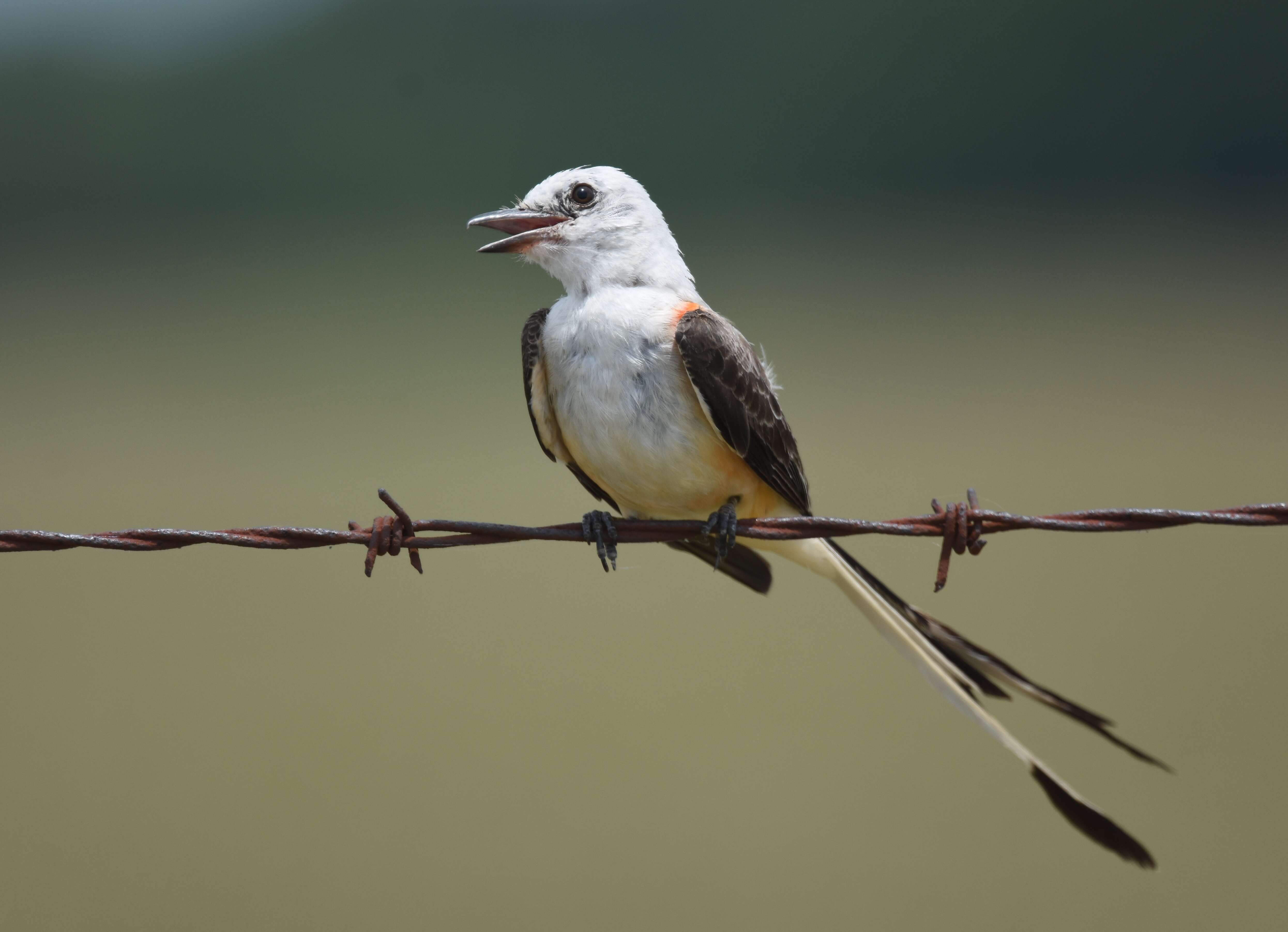 Image of Scissor-tailed Flycatcher