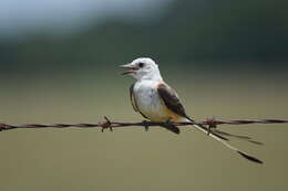 Image of Scissor-tailed Flycatcher