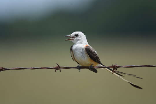 Image of Scissor-tailed Flycatcher